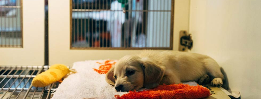 Why Fostering Shelter Pets Is More Important Than Ever