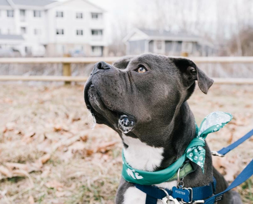 Foster pets can help