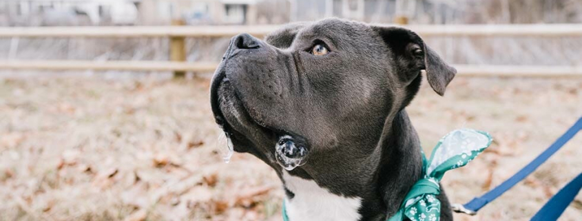 Foster pets can help