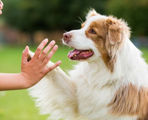 Top10 isolation tips for dogs