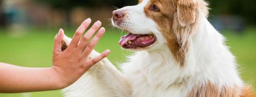 Top10 isolation tips for dogs