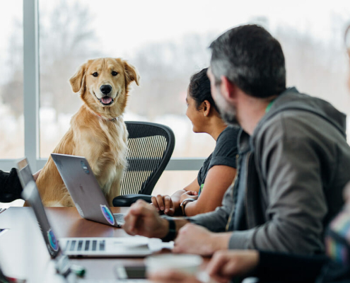 Take dog to work day