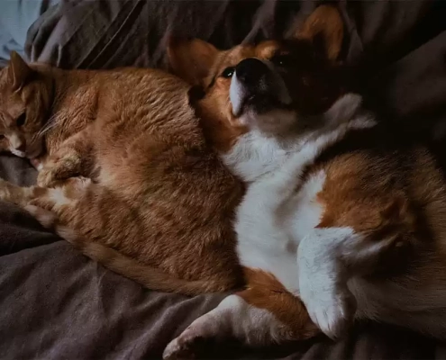 Dog get along with cat