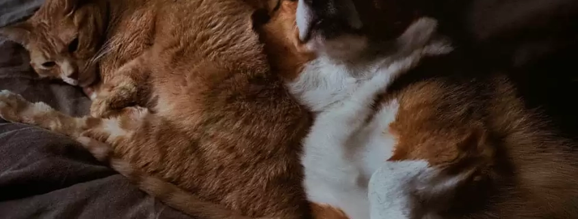 Dog get along with cat