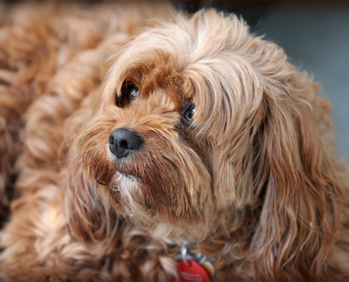 Top 20 Dog Breeds 2020