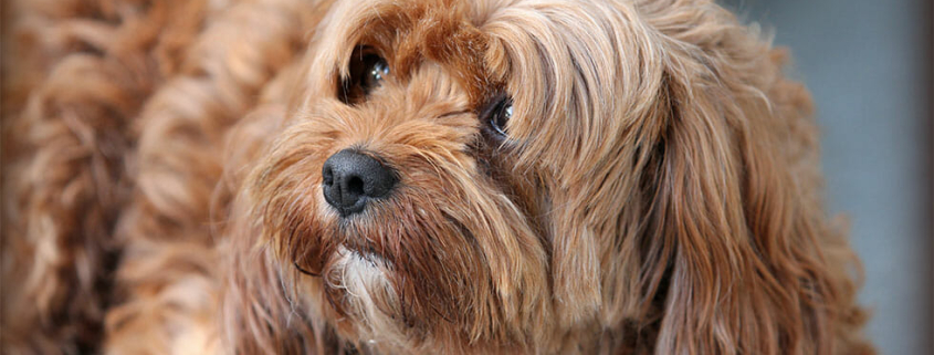 Top 20 Dog Breeds 2020