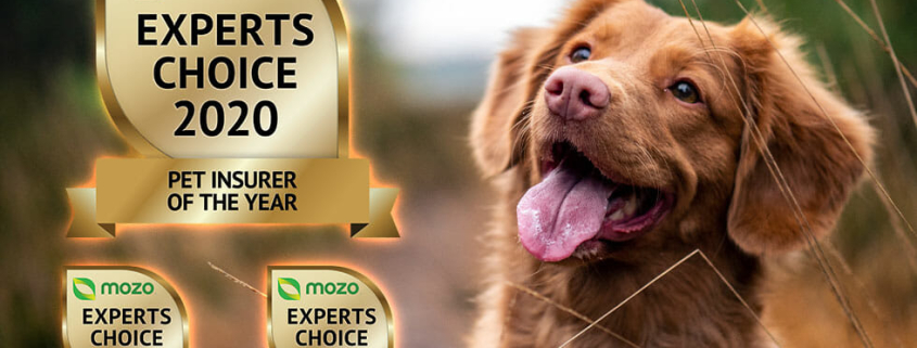 2020 pet insurer of the year