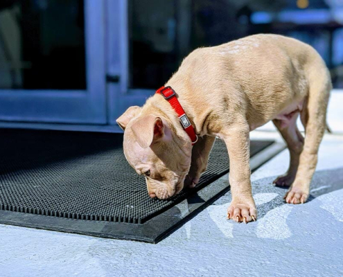 home appliances dogs