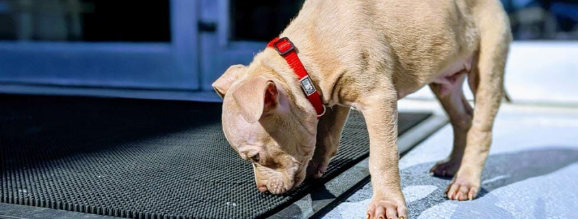 home appliances dogs