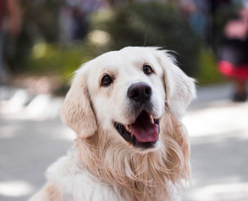 Feeding golden retriever