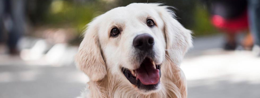 Feeding golden retriever