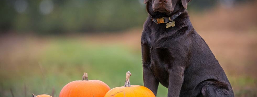 Horror hound halloween