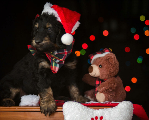 pet gifts christmas