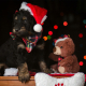 pet gifts christmas