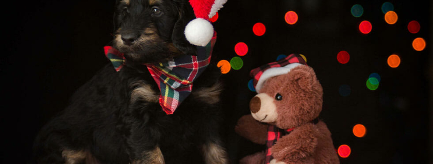pet gifts christmas