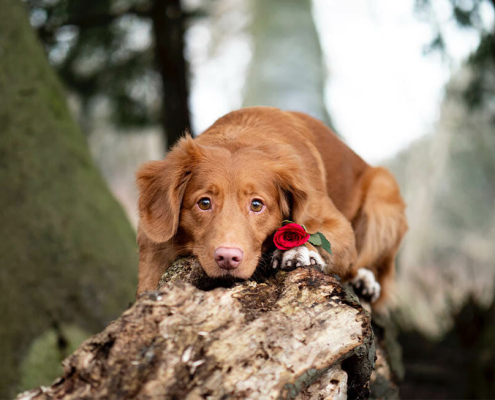 valentines day dog chocolate