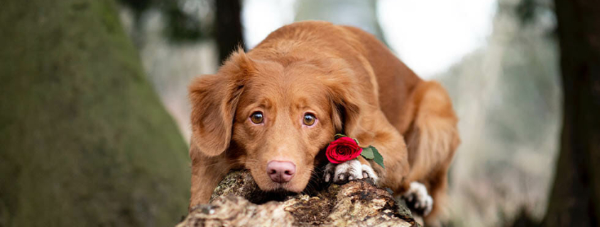 valentines day dog chocolate
