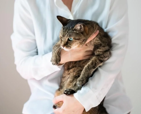 Why Cats Dont Like Being Held