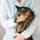 Why Cats Dont Like Being Held