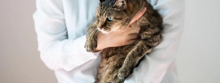 Why Cats Dont Like Being Held