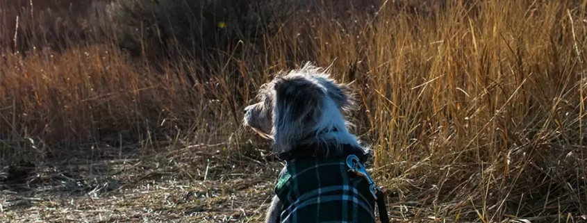 winter pets warm