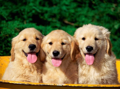 Pet Photography Pet Photography