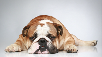 Pet Photography Pet Photography