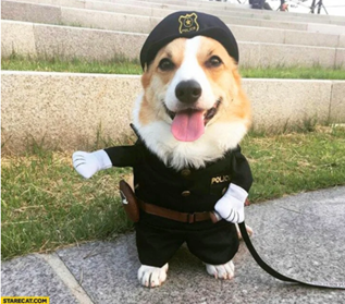 Pet Photography Pet Photography