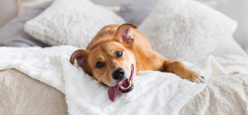 Pet Photography Pet Photography