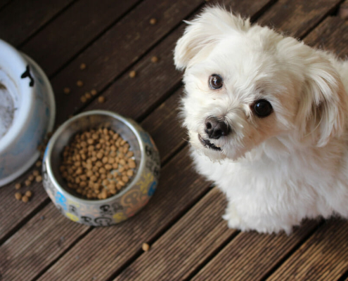 Choose right dog food