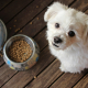 Choose right dog food
