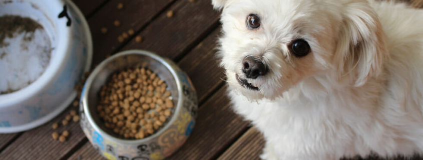 Choose right dog food