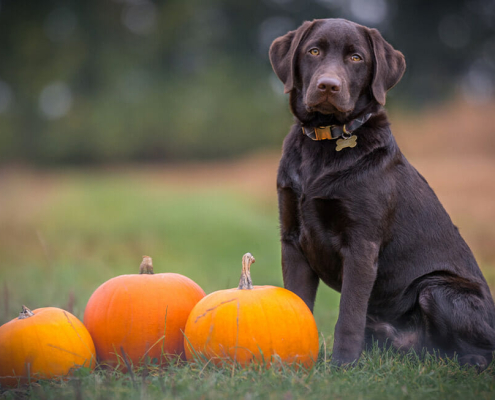 Halloween spook pets