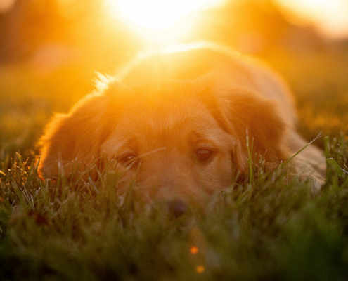 heatstroke in pets