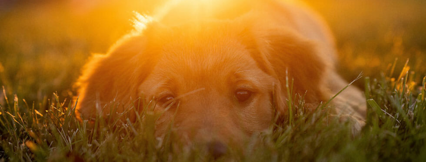 heatstroke in pets