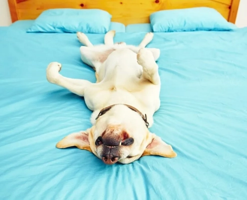 How To Train Your Dog To Stay Out Of The Bedroom