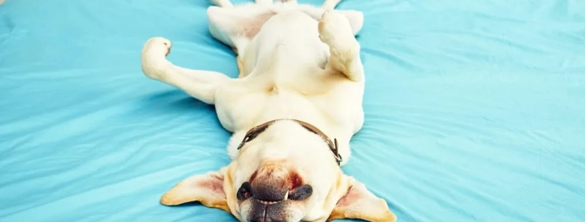 How To Train Your Dog To Stay Out Of The Bedroom