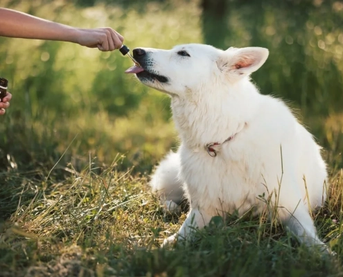 How to soothe a dog’s upset stomach naturally min