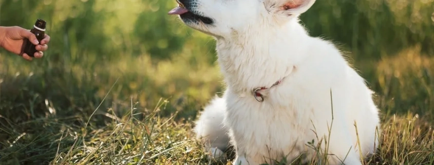 How to soothe a dog’s upset stomach naturally min