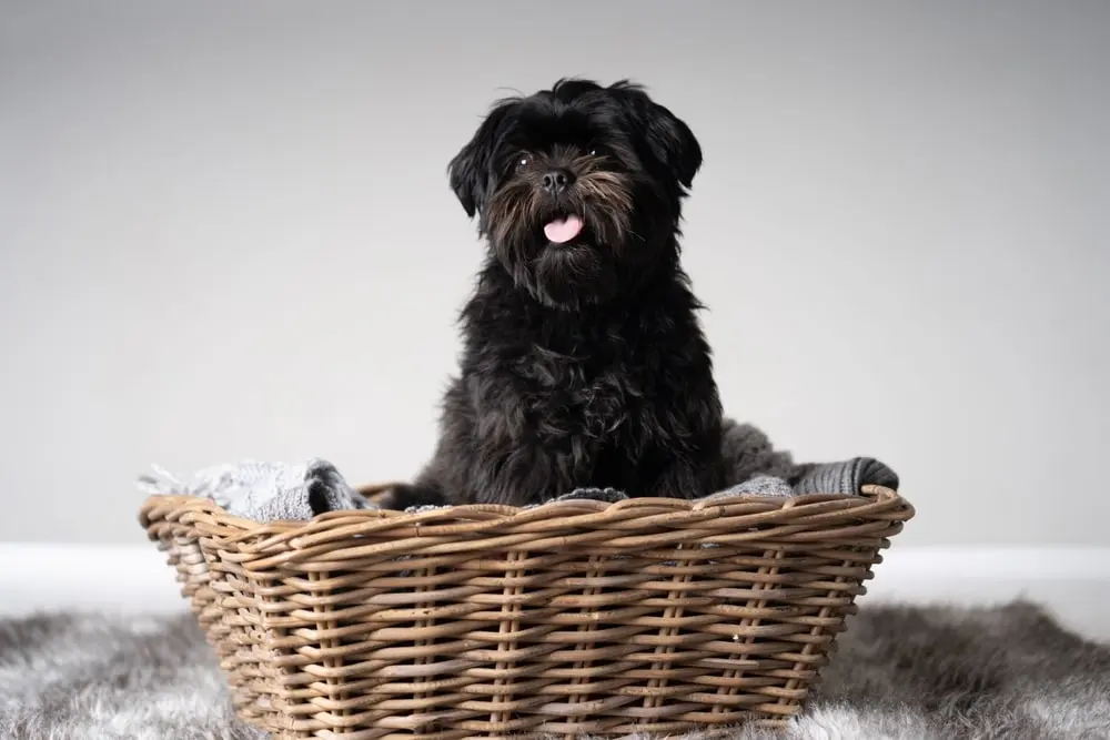 Affenpinscher min Affenpinscher min