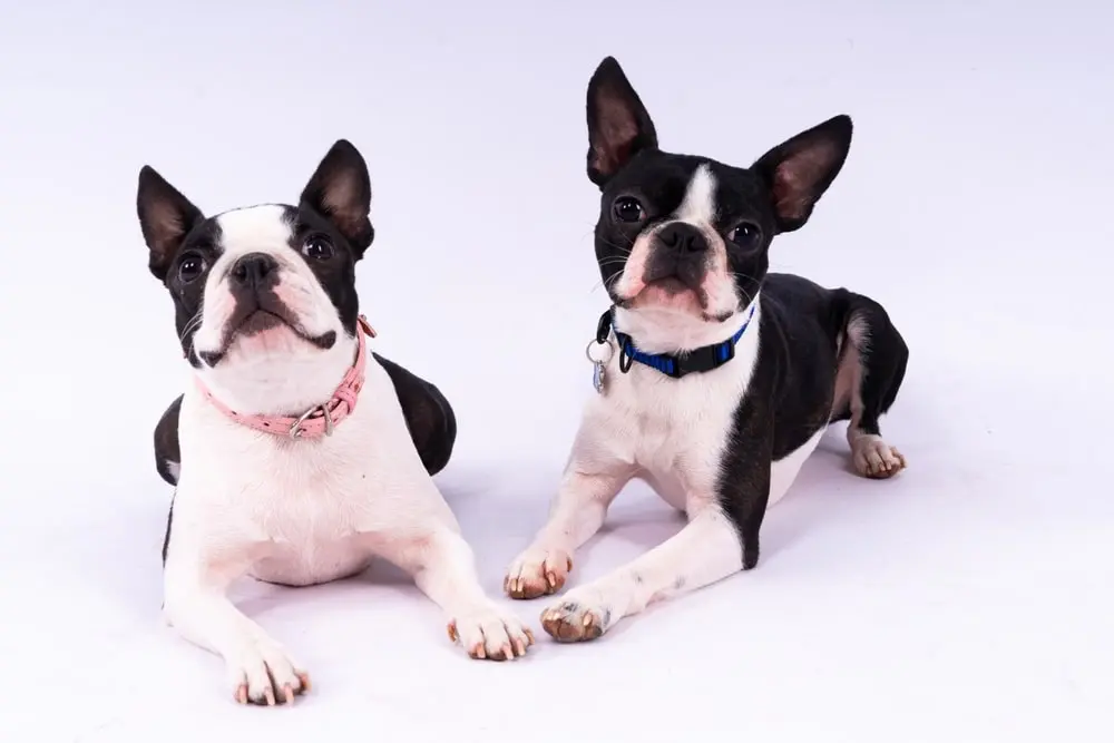 Boston Terriers min Boston Terriers min