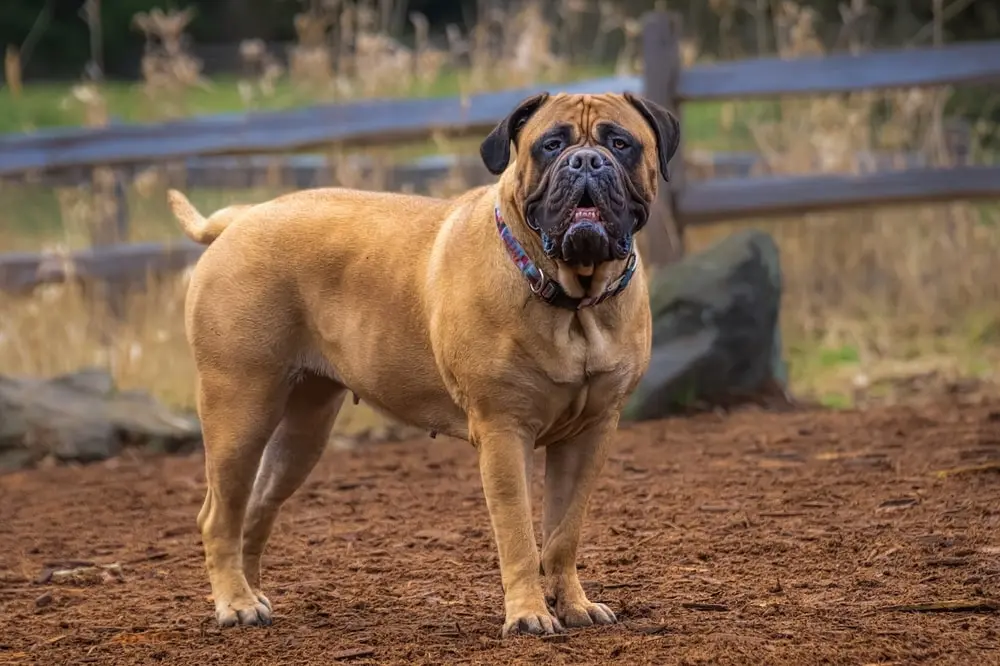 Bullmastiff min Bullmastiff min