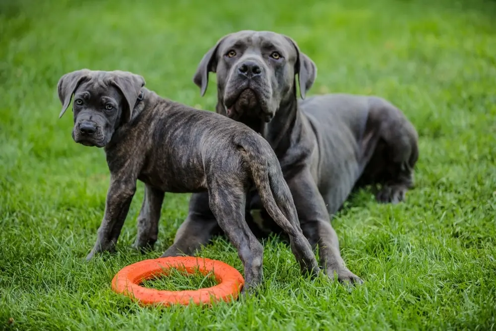 Cane Corso min Cane Corso min