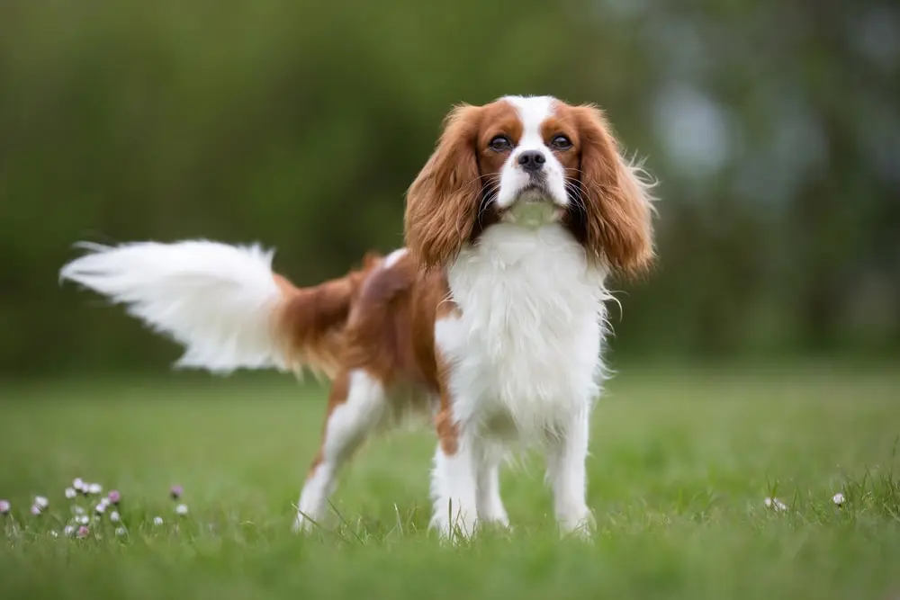 Cavalier King Charles Spaniel min Cavalier King Charles Spaniel min