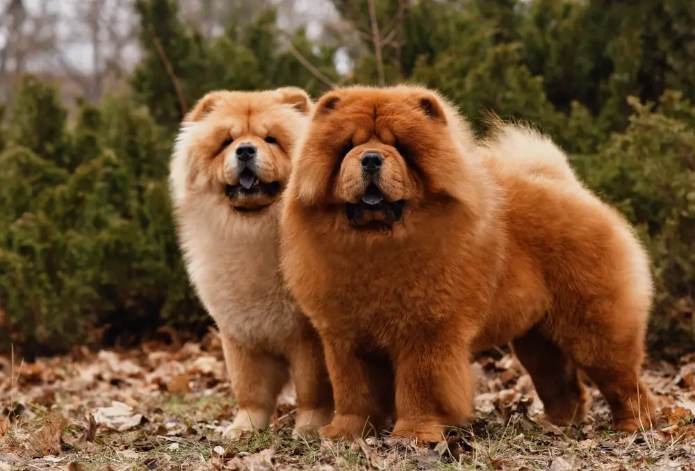 Chow Chow min Chow Chow min