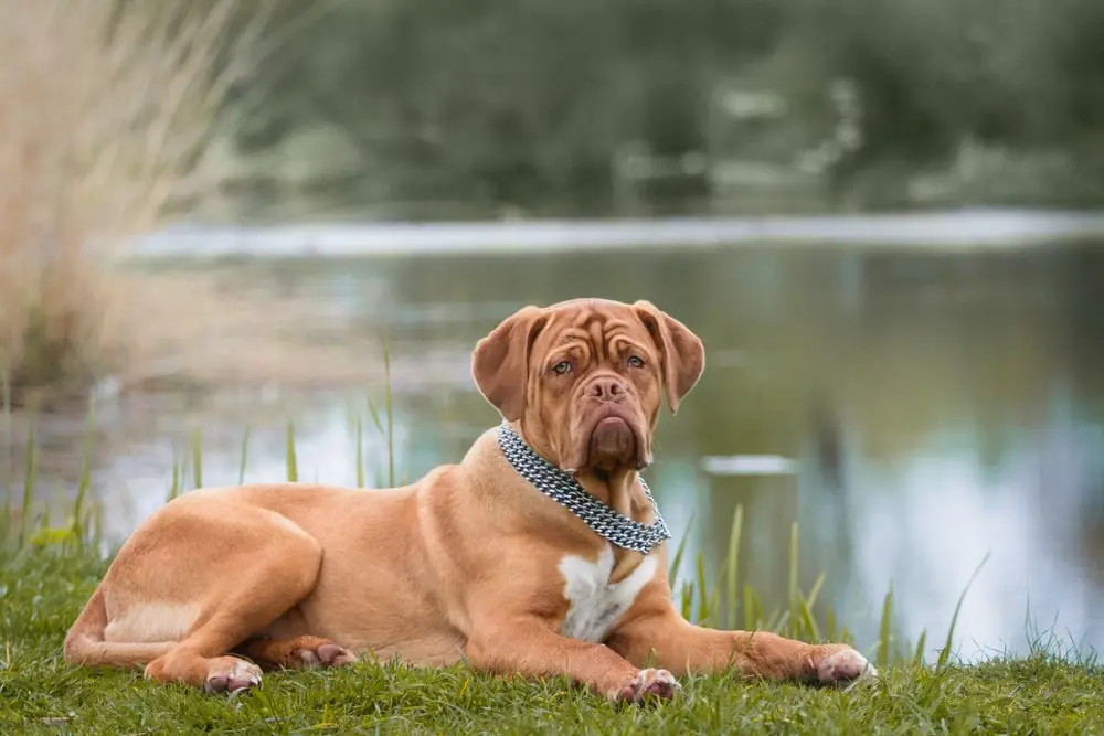 Dogue de Bordeaux min Dogue de Bordeaux min