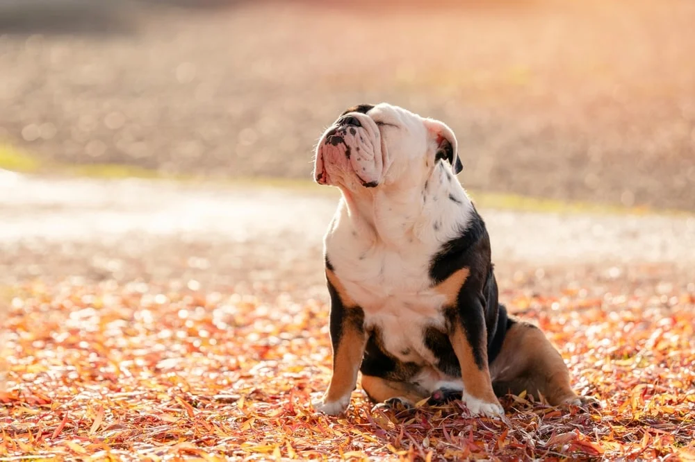 English British Bulldog Dog out for a walk looking up sitting in the grass on Autumn sunny day at sunset. most costly k9 breeds