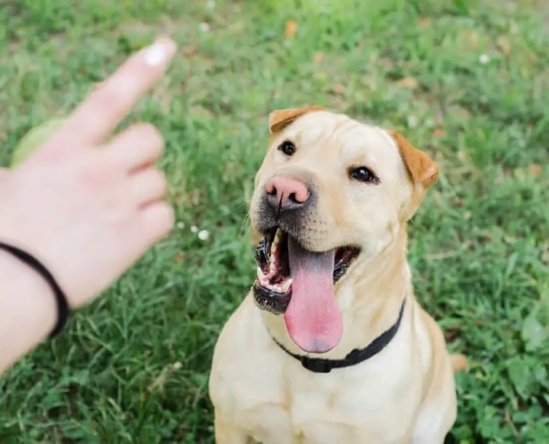 Hardest Tricks to Train Dogs