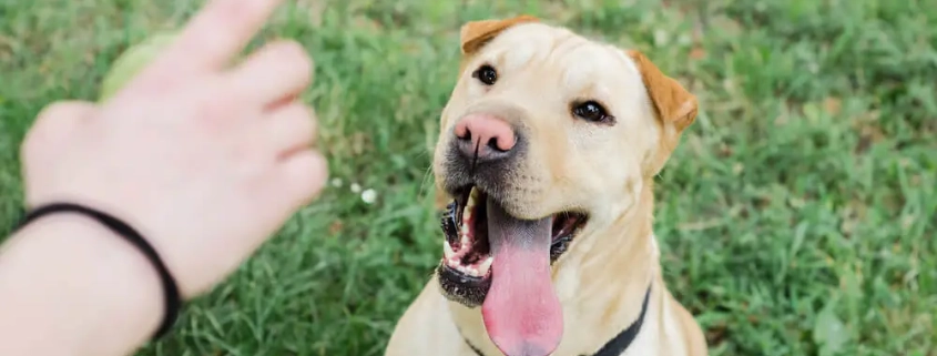 Hardest Tricks to Train Dogs