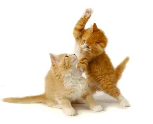 How To Stop Cats From Fighting